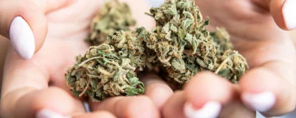 les-mini-buds-cbd-ont-ils-le-meme-taux-de-cannabinoides-que-les-fleurs-plus-volumineuses