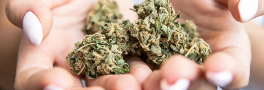 les-mini-buds-cbd-ont-ils-le-meme-taux-de-cannabinoides-que-les-fleurs-plus-volumineuses