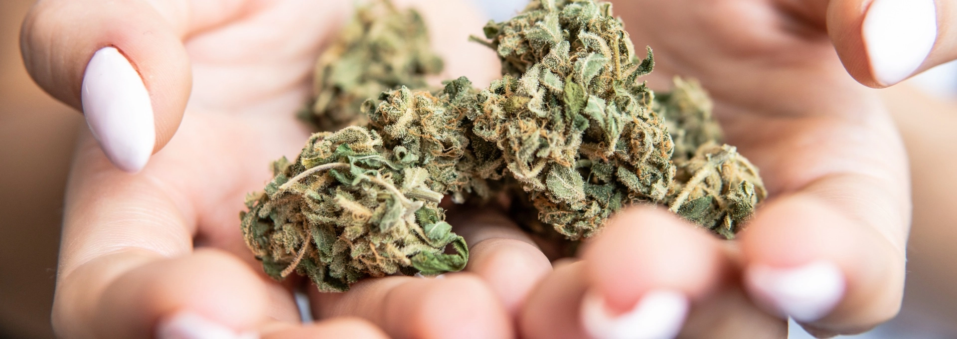 les-mini-buds-cbd-ont-ils-le-meme-taux-de-cannabinoides-que-les-fleurs-plus-volumineuses